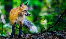 娱乐吃瓜酱狐狸,揭秘娱乐圈背后的那些事儿