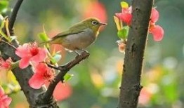 鸟语花香爆料特效视频下载,沉浸式体验自然之美