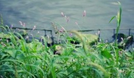 青青河边草在线观看,穿越时空的浪漫邂逅